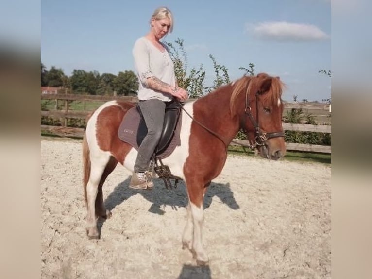 IJslander Merrie 7 Jaar 140 cm Gevlekt-paard in Südlohn