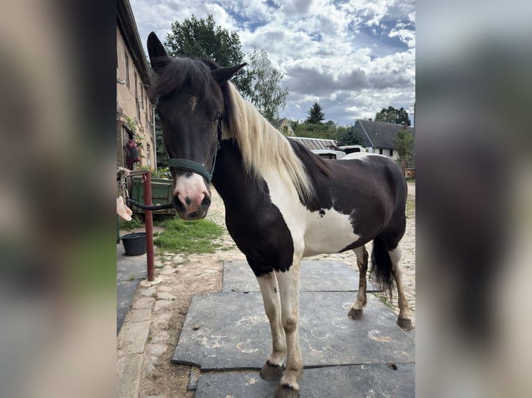 IJslander Merrie 7 Jaar 140 cm Gevlekt-paard in Colditz