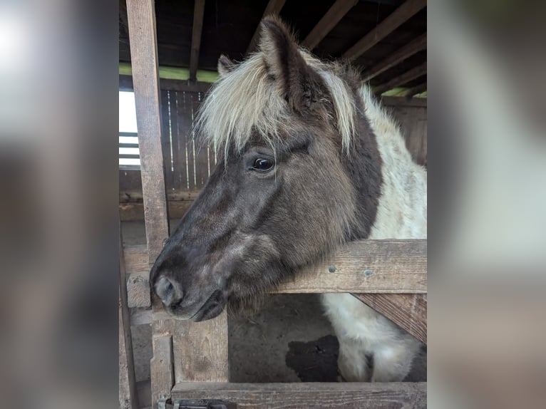 IJslander Merrie 7 Jaar 140 cm Gevlekt-paard in Rosenberg