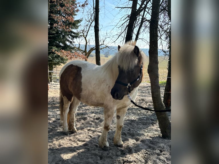 IJslander Merrie 7 Jaar 140 cm Gevlekt-paard in Rosenberg