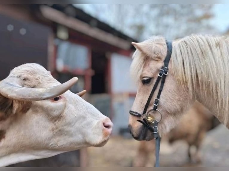 IJslander Merrie 7 Jaar 140 cm Palomino in Meinerzhagen