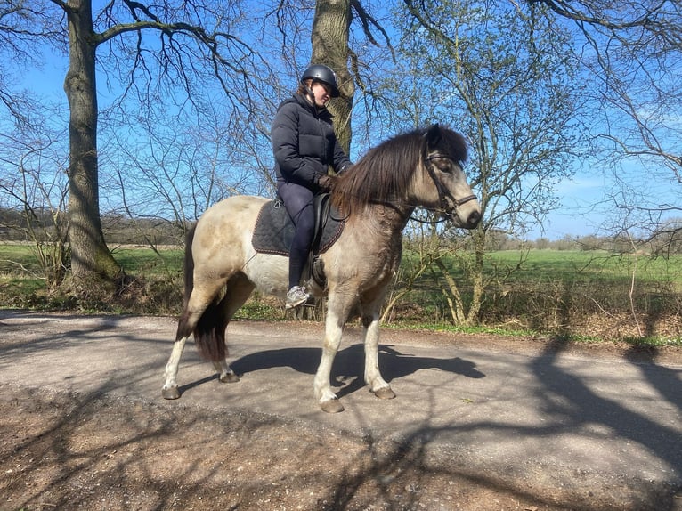 IJslander Merrie 7 Jaar 140 cm Tobiano-alle-kleuren in Blunk