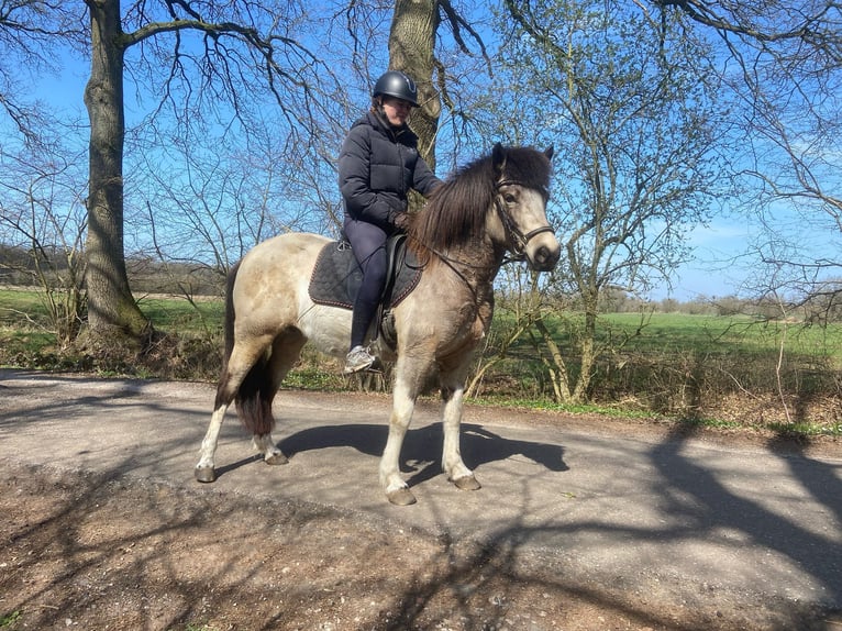 IJslander Merrie 7 Jaar 140 cm Tobiano-alle-kleuren in Blunk