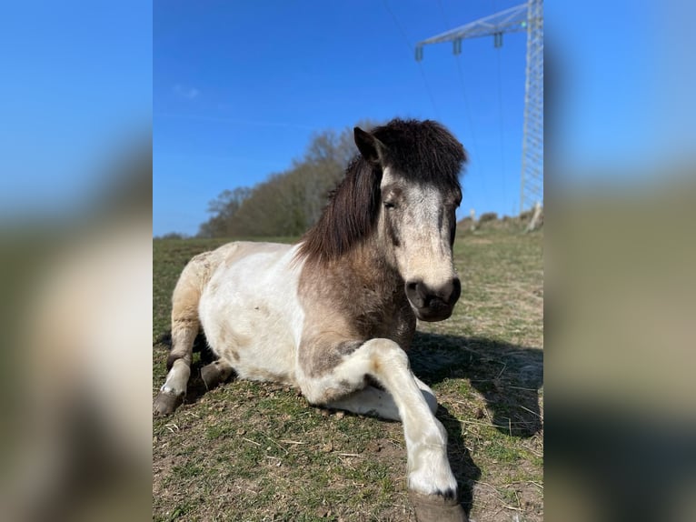 IJslander Merrie 7 Jaar 140 cm Tobiano-alle-kleuren in Blunk