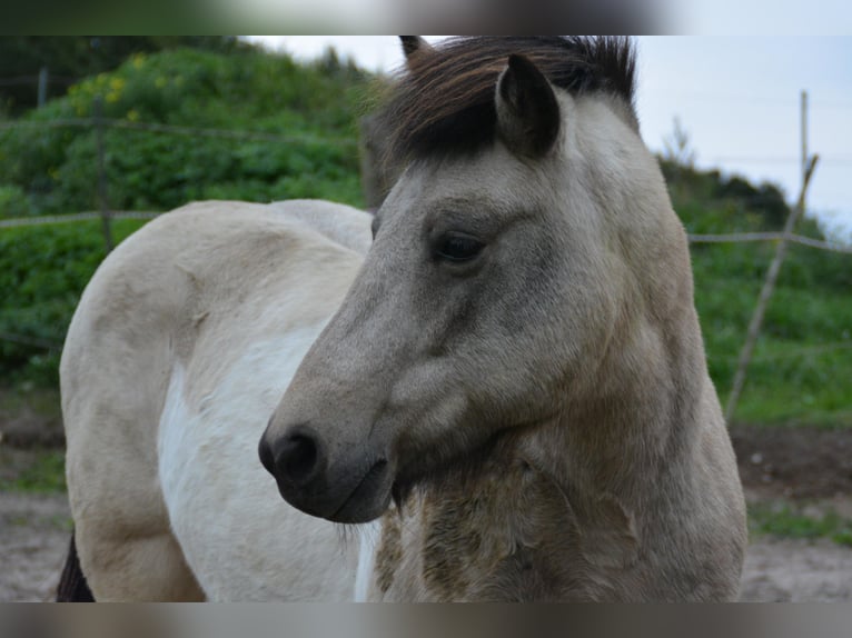 IJslander Merrie 7 Jaar 140 cm Tobiano-alle-kleuren in Blunk
