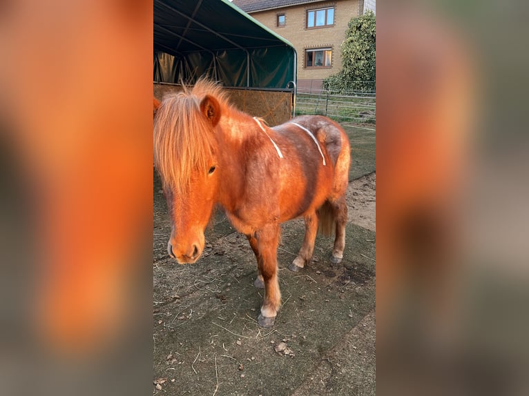 IJslander Merrie 7 Jaar 140 cm Vos in Schöneberg Kübelberg