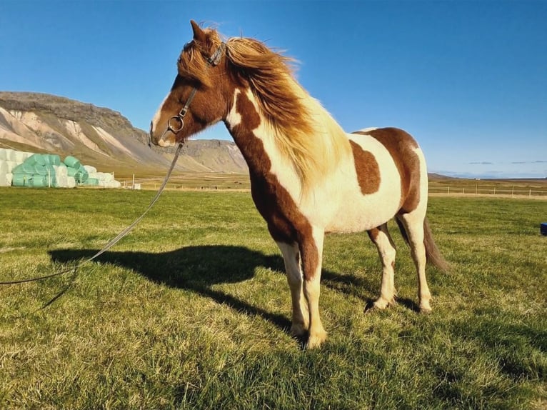 IJslander Merrie 7 Jaar 141 cm Gevlekt-paard in Snæfellsbæ