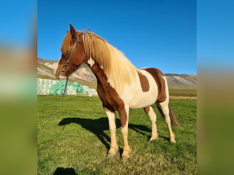 IJslander Merrie 7 Jaar 141 cm Gevlekt-paard in Snæfellsbæ