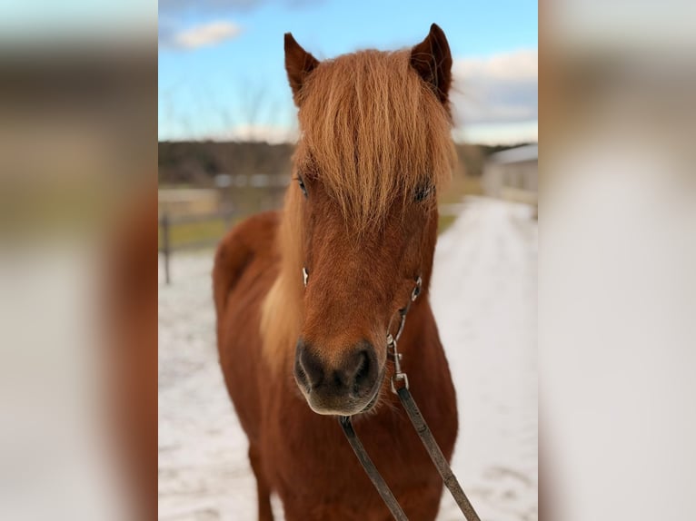 IJslander Merrie 7 Jaar 142 cm Roodvos in Unterbronnen