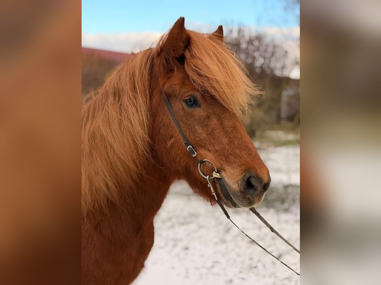 IJslander Merrie 7 Jaar 142 cm Roodvos in Unterbronnen