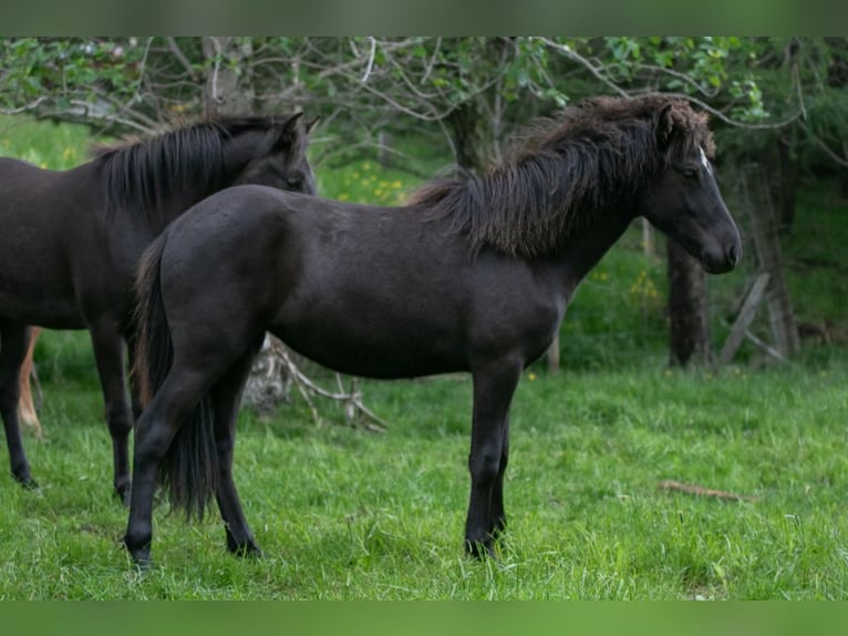 IJslander Merrie 7 Jaar 143 cm Bruin in Borgarnes