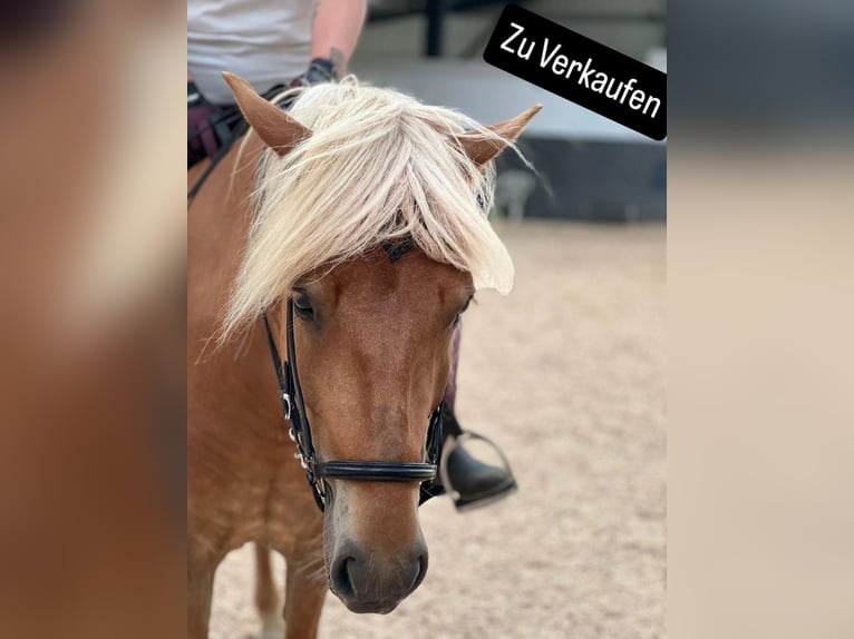 IJslander Merrie 7 Jaar 146 cm Vos in Lehmrade
