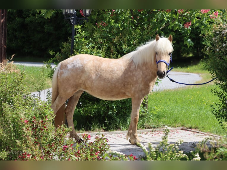 IJslander Merrie 7 Jaar Palomino in Straßwalchen