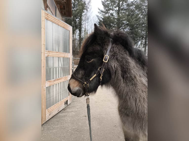 IJslander Merrie 8 Jaar 130 cm Buckskin in Emmendingen