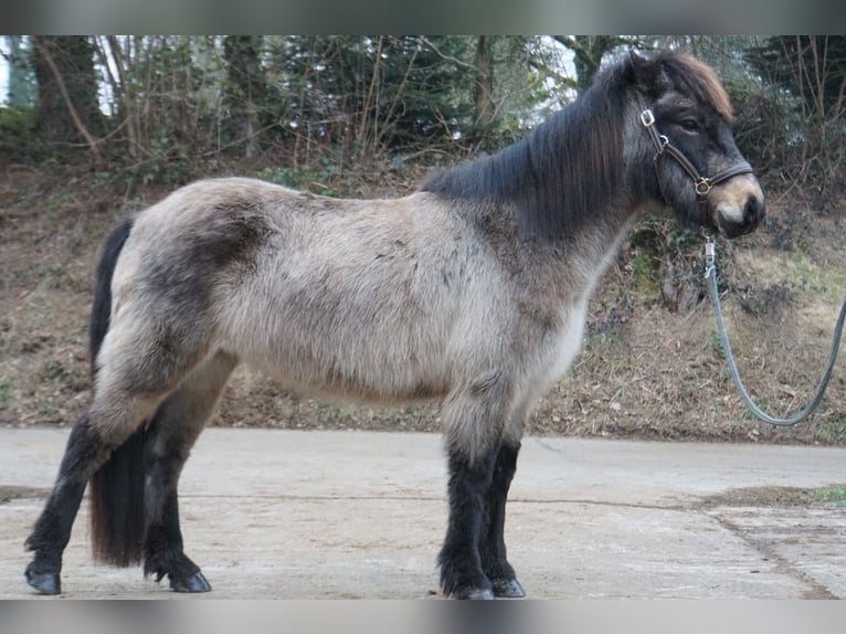 IJslander Merrie 8 Jaar 130 cm Buckskin in Emmendingen