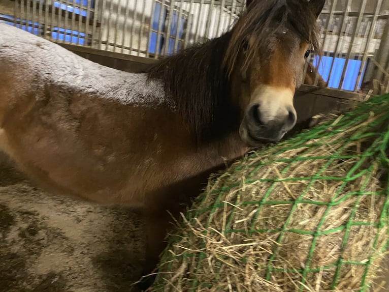 IJslander Mix Merrie 8 Jaar 135 cm Bruin in Aalen