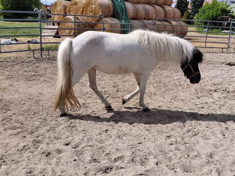 IJslander Merrie 8 Jaar 135 cm Gevlekt-paard in Kandel