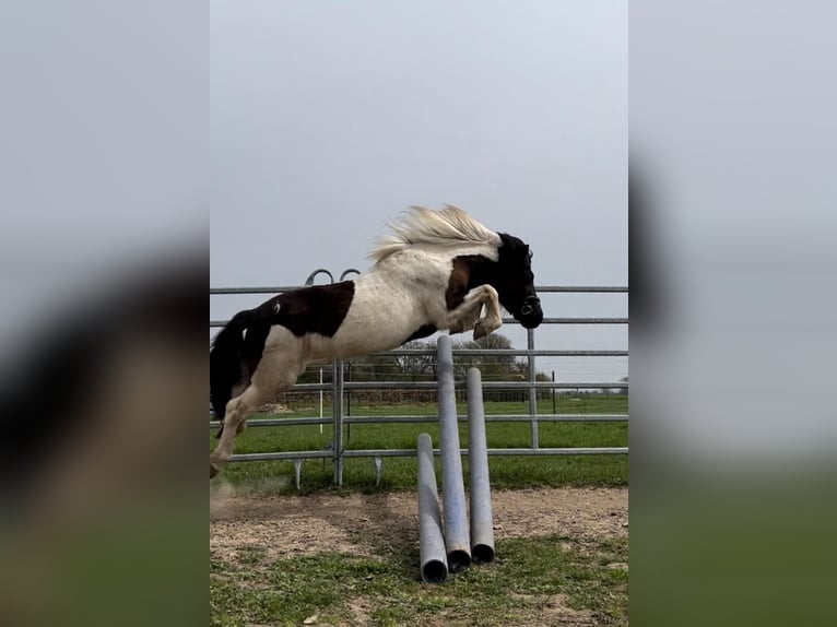 IJslander Merrie 8 Jaar 136 cm Gevlekt-paard in Grevenbroich