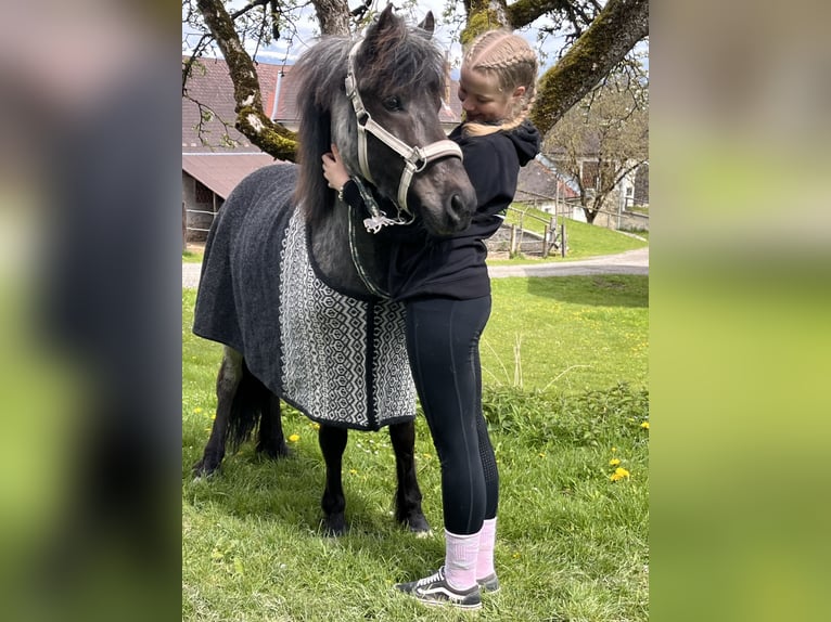 IJslander Merrie 8 Jaar 136 cm Roan-Blue in Saalfelden
