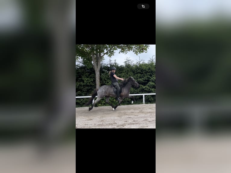 IJslander Merrie 8 Jaar 136 cm Roan-Blue in Saalfelden