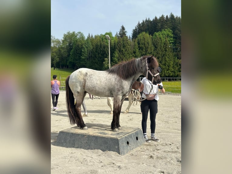 IJslander Merrie 8 Jaar 136 cm Roan-Blue in Saalfelden