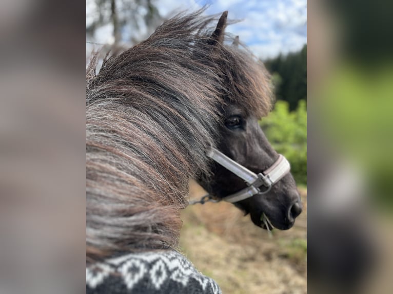 IJslander Merrie 8 Jaar 136 cm Roan-Blue in Saalfelden