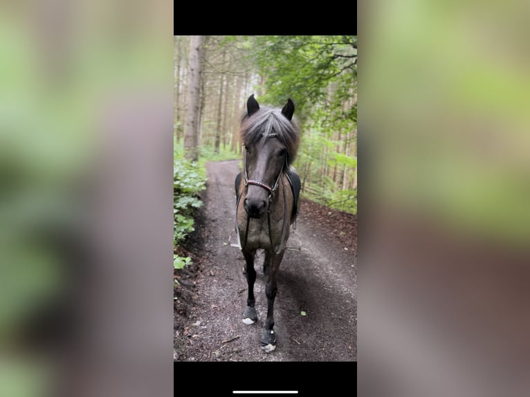 IJslander Merrie 8 Jaar 136 cm Roan-Blue in Saalfelden