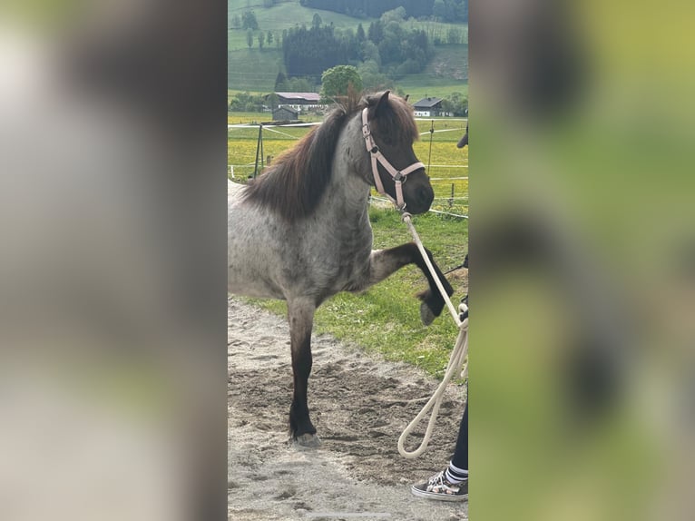 IJslander Merrie 8 Jaar 136 cm Roan-Blue in Saalfelden