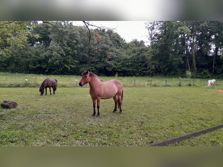 IJslander Merrie 8 Jaar 137 cm Falbe in sciez
