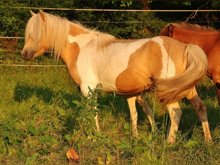 IJslander Merrie 8 Jaar 138 cm Gevlekt-paard in Saarland