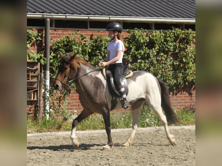 IJslander Merrie 8 Jaar 138 cm Gevlekt-paard in Südlohn