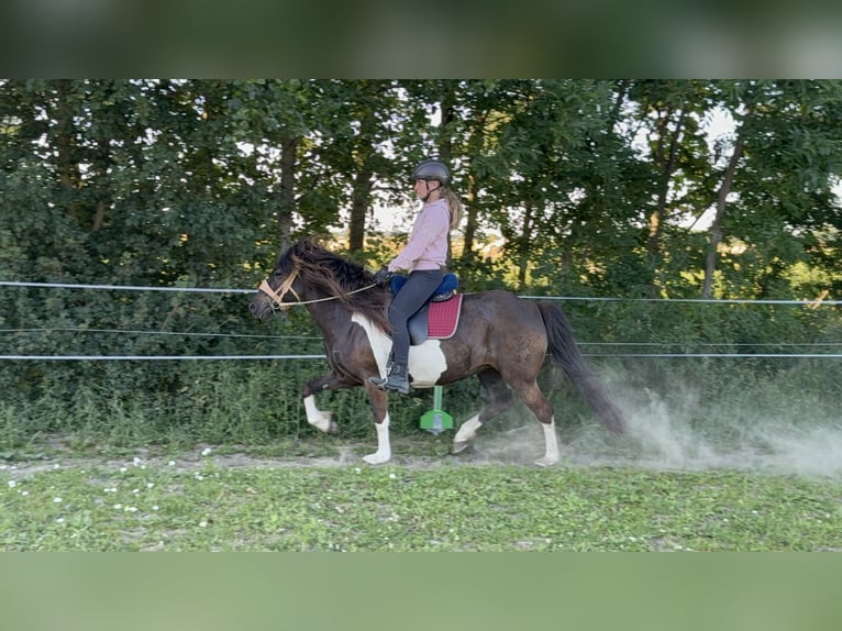 IJslander Merrie 8 Jaar 138 cm Gevlekt-paard in Tating