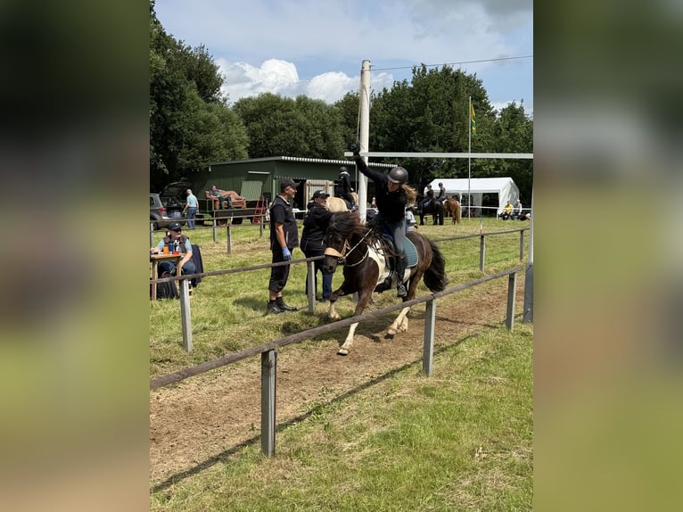 IJslander Merrie 8 Jaar 138 cm Gevlekt-paard in Tating