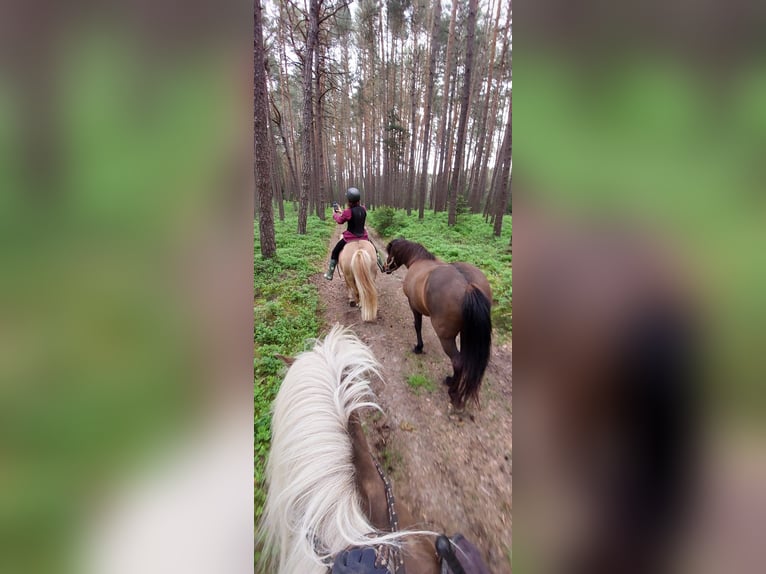 IJslander Merrie 8 Jaar 138 cm Gevlekt-paard in Allersberg