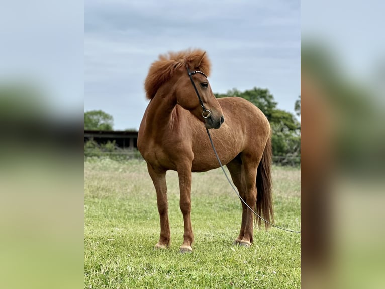 IJslander Merrie 8 Jaar 138 cm Vos in Hohenfelde