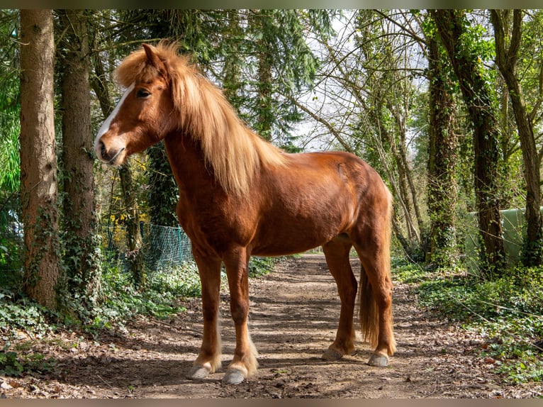 IJslander Merrie 8 Jaar 138 cm Vos in Künzell