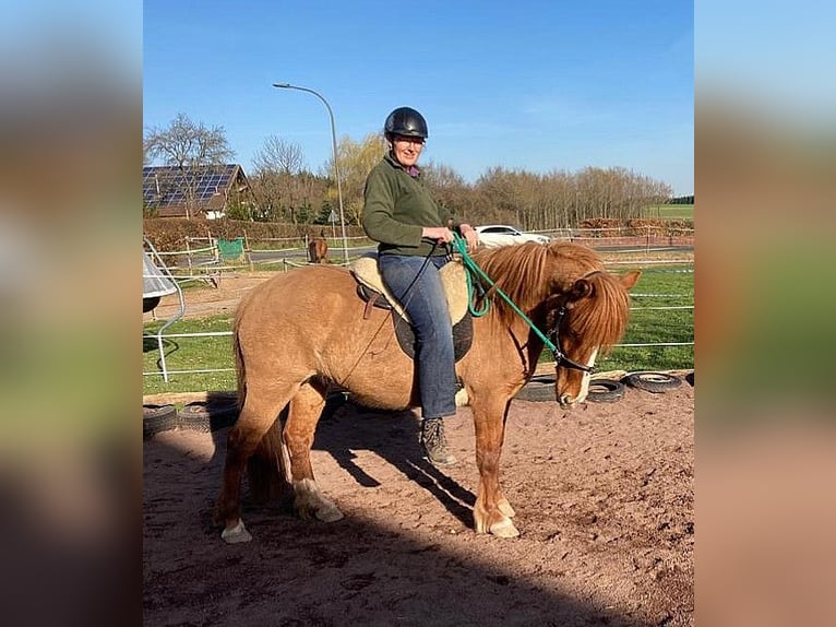 IJslander Mix Merrie 8 Jaar 139 cm Bruin in Cretas