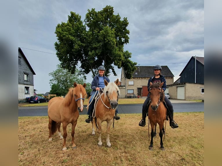 IJslander Mix Merrie 8 Jaar 139 cm Bruin in Cretas