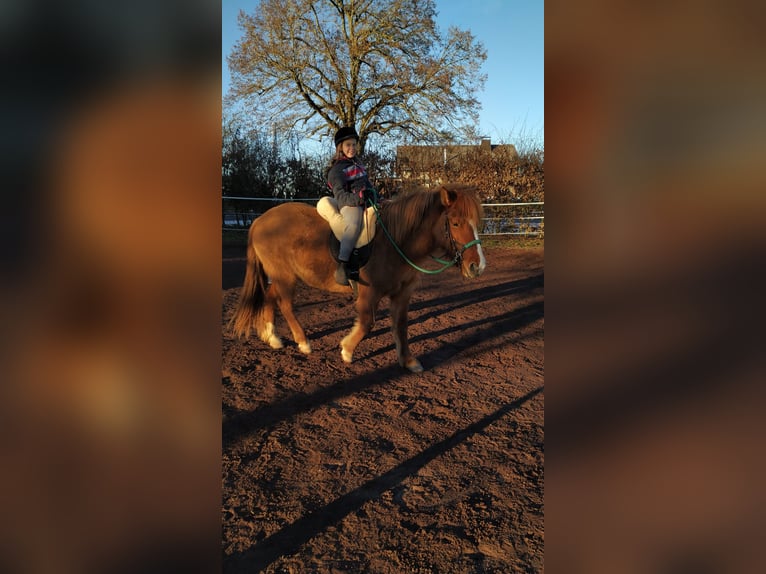 IJslander Mix Merrie 8 Jaar 139 cm Bruin in Cretas
