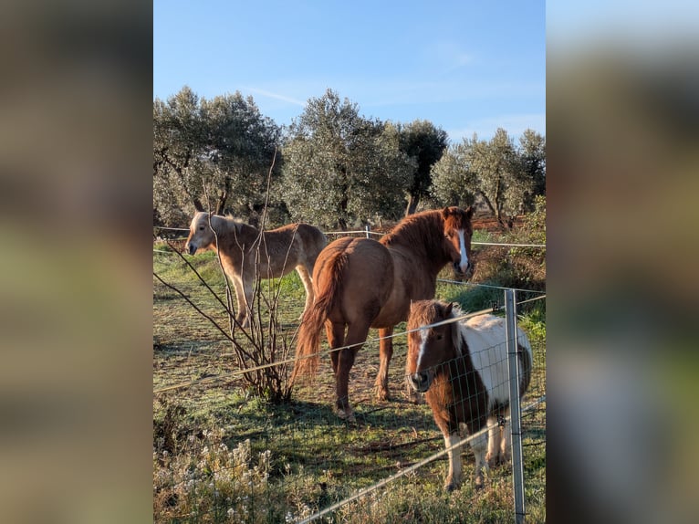 IJslander Mix Merrie 8 Jaar 139 cm Bruin in Cretas