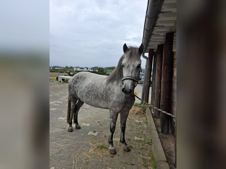 IJslander Merrie 8 Jaar 140 cm Appelschimmel in Idstein