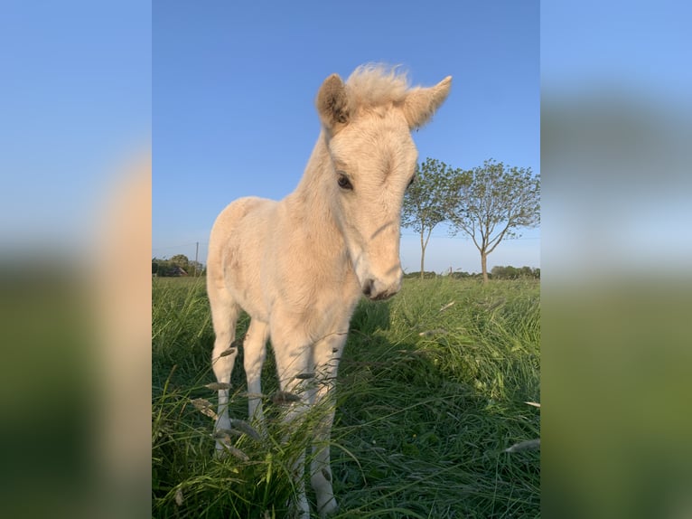 IJslander Merrie 8 Jaar 140 cm Perlino in Vrees