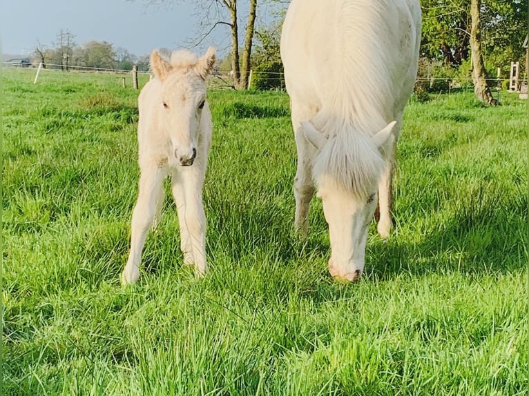 IJslander Merrie 8 Jaar 140 cm Perlino in Vrees