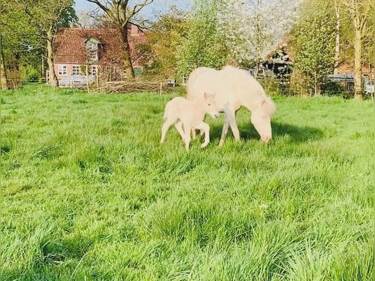 IJslander Merrie 8 Jaar 140 cm Perlino in Vrees