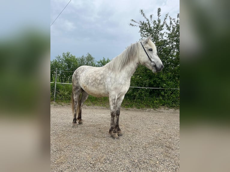 IJslander Merrie 8 Jaar 140 cm Schimmel in Bernau am Chiemsee