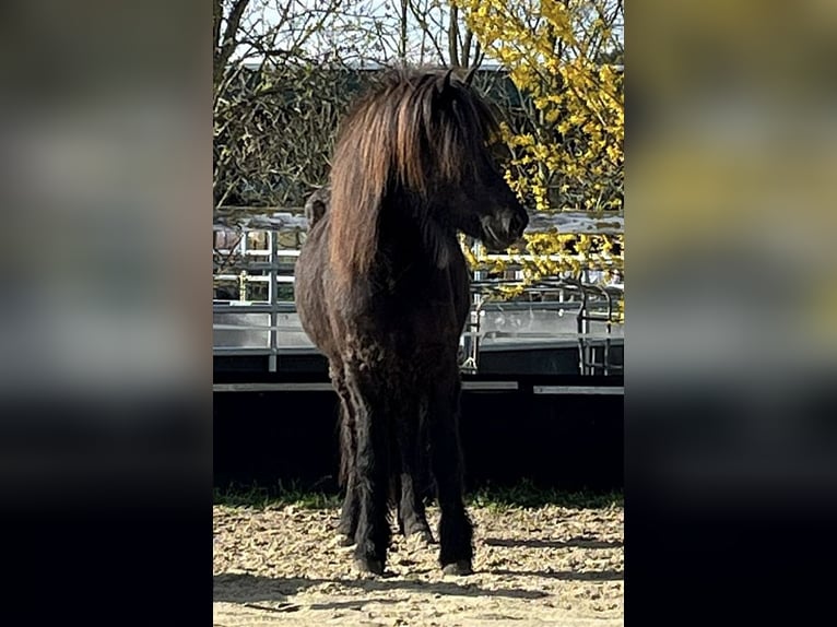 IJslander Merrie 8 Jaar 140 cm Zwart in Wachtberg