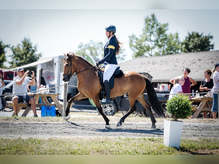 IJslander Merrie 8 Jaar 141 cm Bruin in Freudenberg