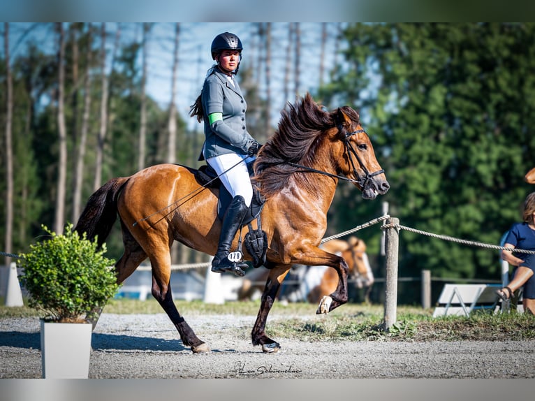 IJslander Merrie 8 Jaar 141 cm Bruin in Freudenberg