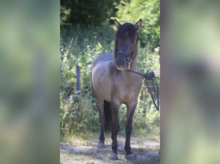 IJslander Merrie 8 Jaar 141 cm Falbe in Regenstauf