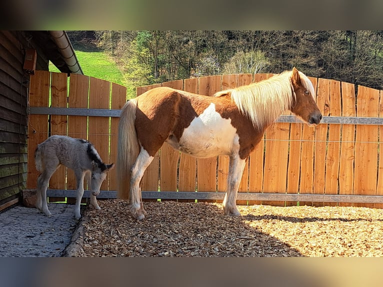 IJslander Merrie 8 Jaar 142 cm Gevlekt-paard in Oberzent